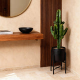 Livraison plante Euphorbe Eritrea d17cm H60cm