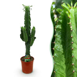Livraison plante Euphorbia eritrea d19 cm H70cm
