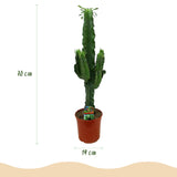Livraison plante Euphorbia eritrea d19 cm H70cm