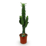 Livraison plante Euphorbia eritrea d19 cm H70cm