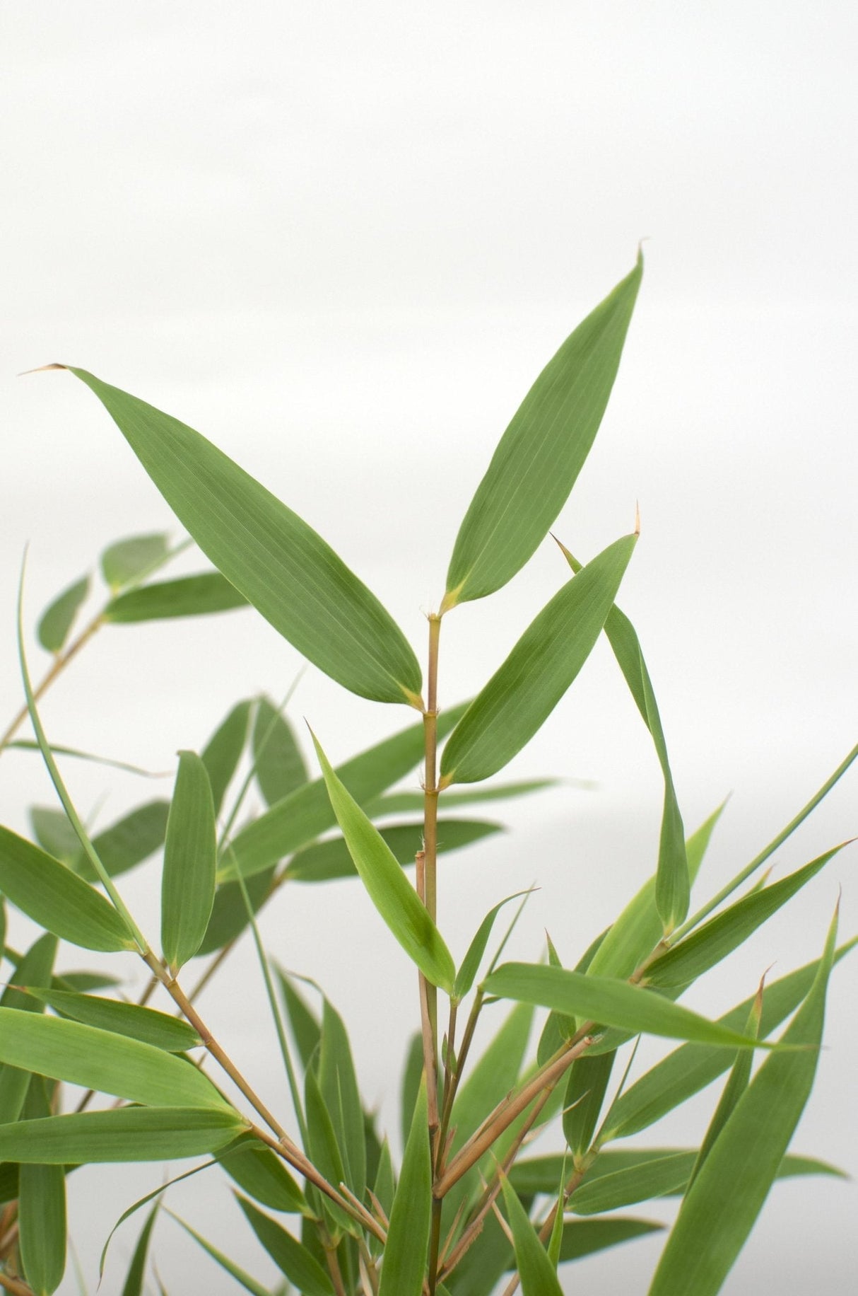 Livraison plante Fargesia rufa bambou - lot de 12 - ↨40cm - Ø14 - plante d'extérieur