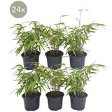 Livraison plante Fargesia Rufa lot de 24 bambou - Ø13 cm - ↕25 cm - plante d'extérieur