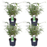 Livraison plante Fargesia ruga - lot de 4 - ↨40cm - Ø14 - plante d'extérieur