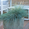 Festuca Glauca (Festuca Azul) 'Elijah Blue'