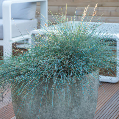 Festuca Glauca (Festuca Azul) 'Elijah Blue'