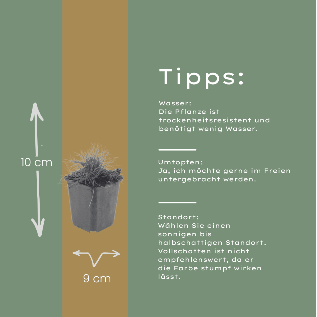 Livraison plante Fetuque de gautier
