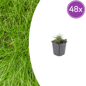 Livraison plante Fetuque de gautier