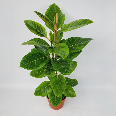 Livraison plante Ficus Altissima