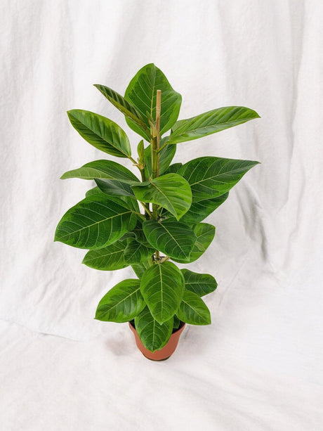 Livraison plante Ficus Altissima