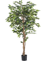 Livraison plante Ficus - Arbre artificiel