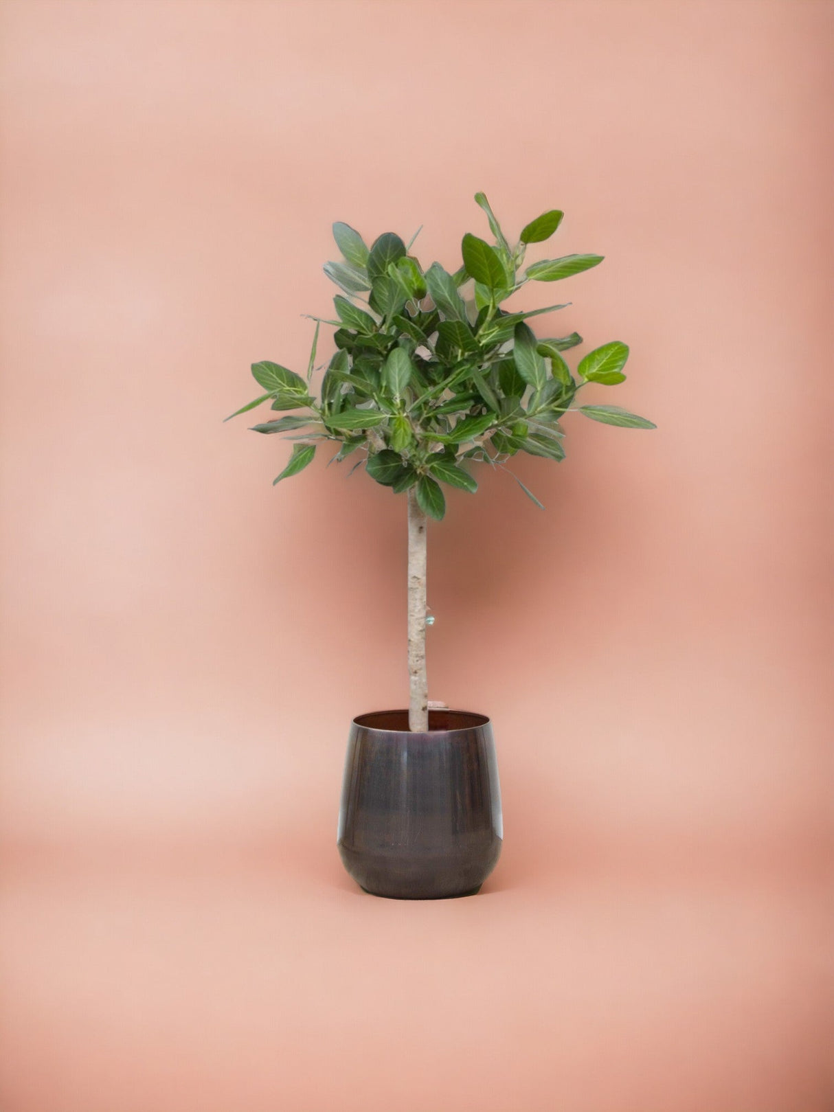 Livraison plante Ficus Audrey Benghalensis