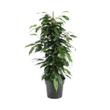 Livraison plante Ficus Benjamina Danielle