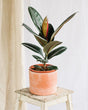 Livraison plante Ficus Burgundy