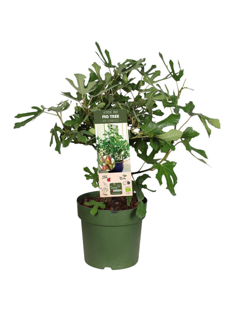 Livraison plante Ficus Carica 'Little Miss Figgy' Bio
