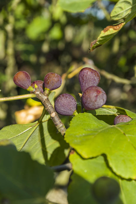 Livraison plante Ficus Carica 'Rouge De Bordeaux' +light Label - Ø17cm - ↕75cm