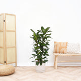 Livraison plante Ficus Cyathistipula