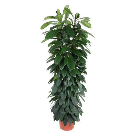 Livraison plante Ficus Cyatistipula - 150 cm - ø29