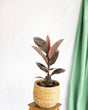 Livraison plante Ficus Elastica Belize