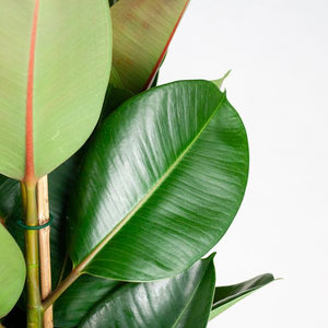 Livraison plante Ficus Elastica Robusta et son pot