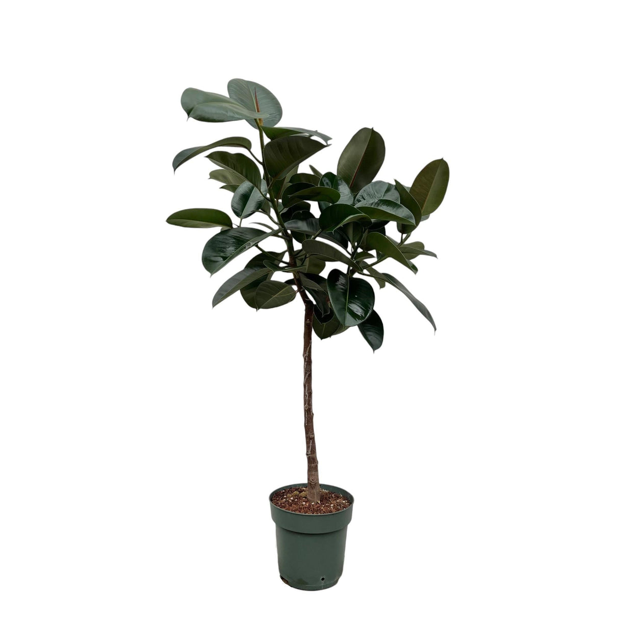 Livraison plante Ficus Elastica Robusta tronc - 130 cm - ø24