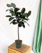 Livraison plante Ficus Elastica Robusta tronc - 130 cm - ø24