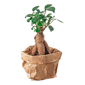 Bonsái de ficus y ginseng