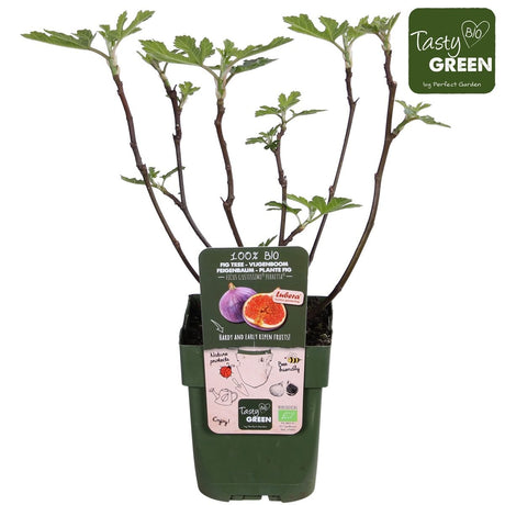 Livraison plante Ficus Gustissimo Perretta