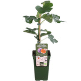 Livraison plante Ficus Gustissimo Perretta