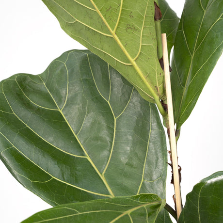 Livraison plante Ficus Lyrata