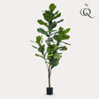 Livraison plante Ficus Lyrata artificiel