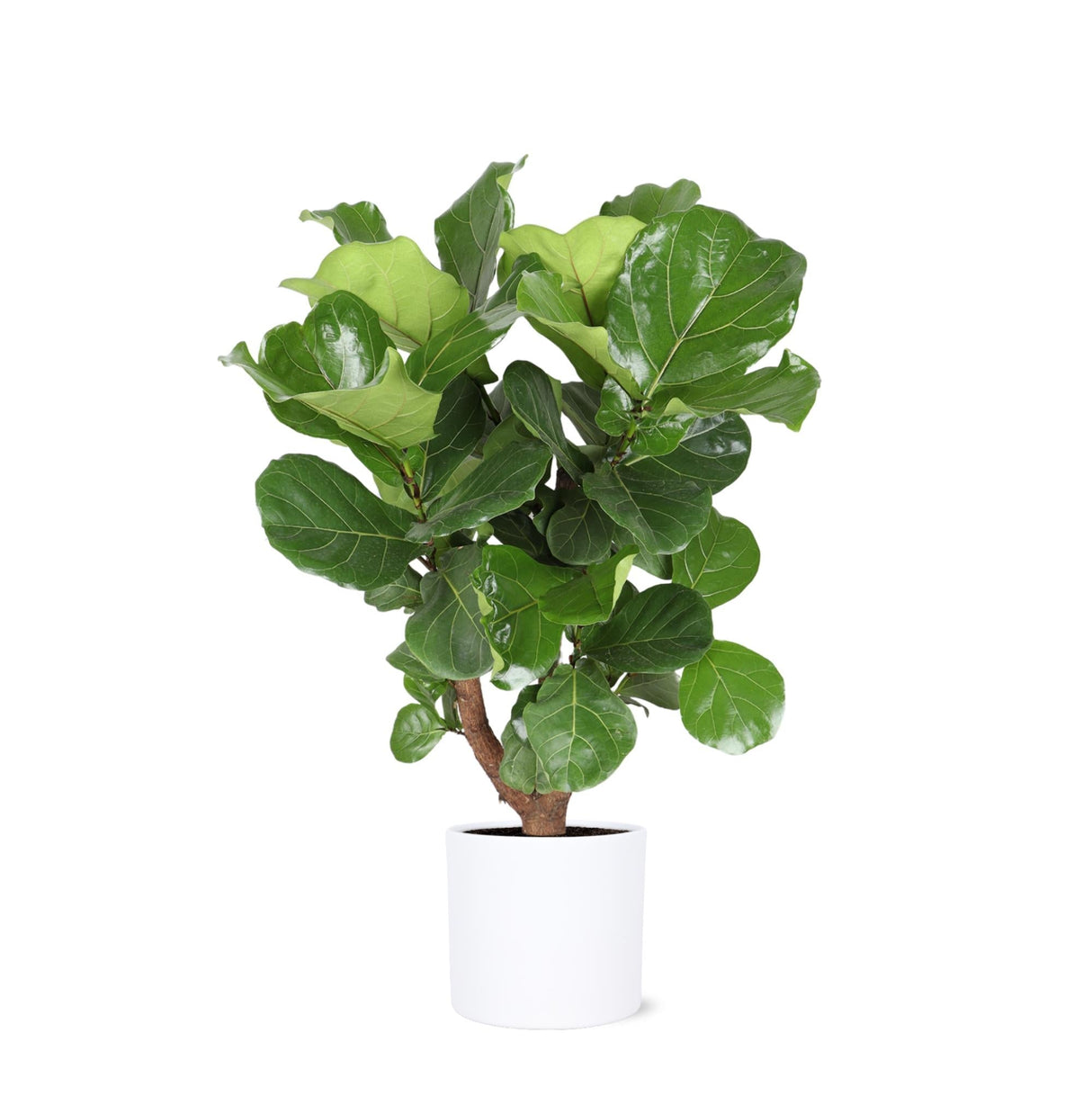 Livraison plante Ficus Lyrata et son pot