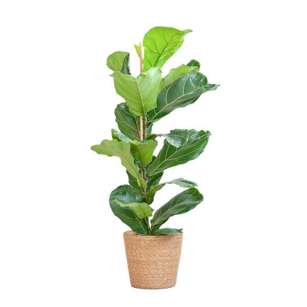 Livraison plante Ficus Lyrata et son pot