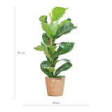 Livraison plante Ficus Lyrata et son pot