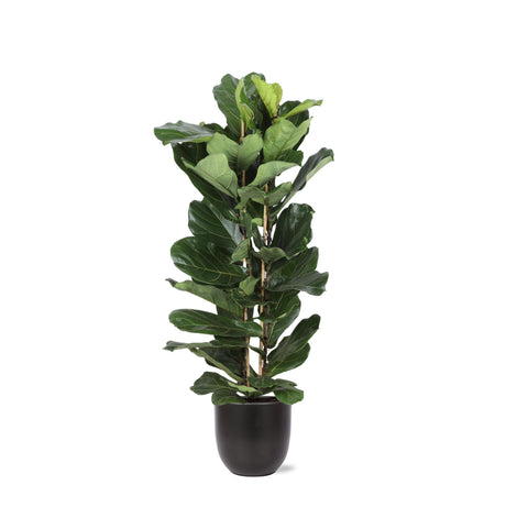 Livraison plante Ficus Lyrata et son pot