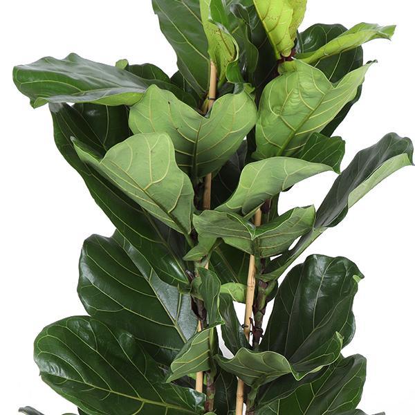 Livraison plante Ficus Lyrata et son pot