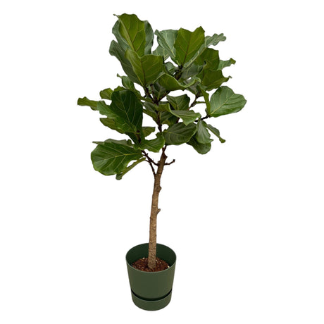 Livraison plante Ficus Lyrata et son pot