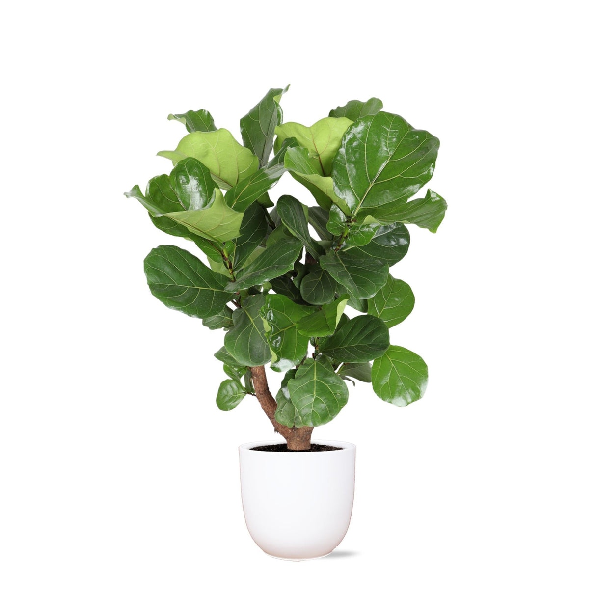 Livraison plante Ficus Lyrata et son pot