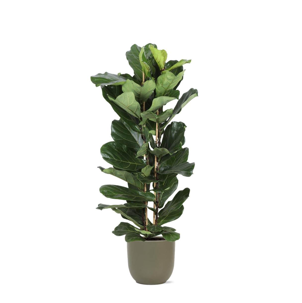 Livraison plante Ficus Lyrata et son pot