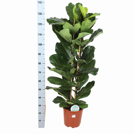 Livraison plante Ficus Lyrata et son pot