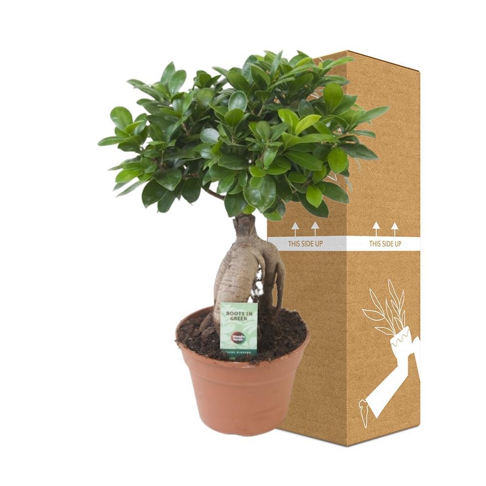 Livraison plante Ficus Microcarpa Ginseng