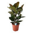 Livraison plante Ficus Robusta