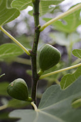 Livraison plante Figuier Ficus 'Gusissimo Perretta'