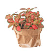 Livraison plante Fittonia rouge