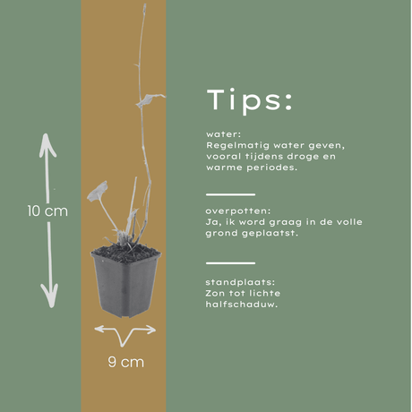 Livraison plante Fleur en épis rouge