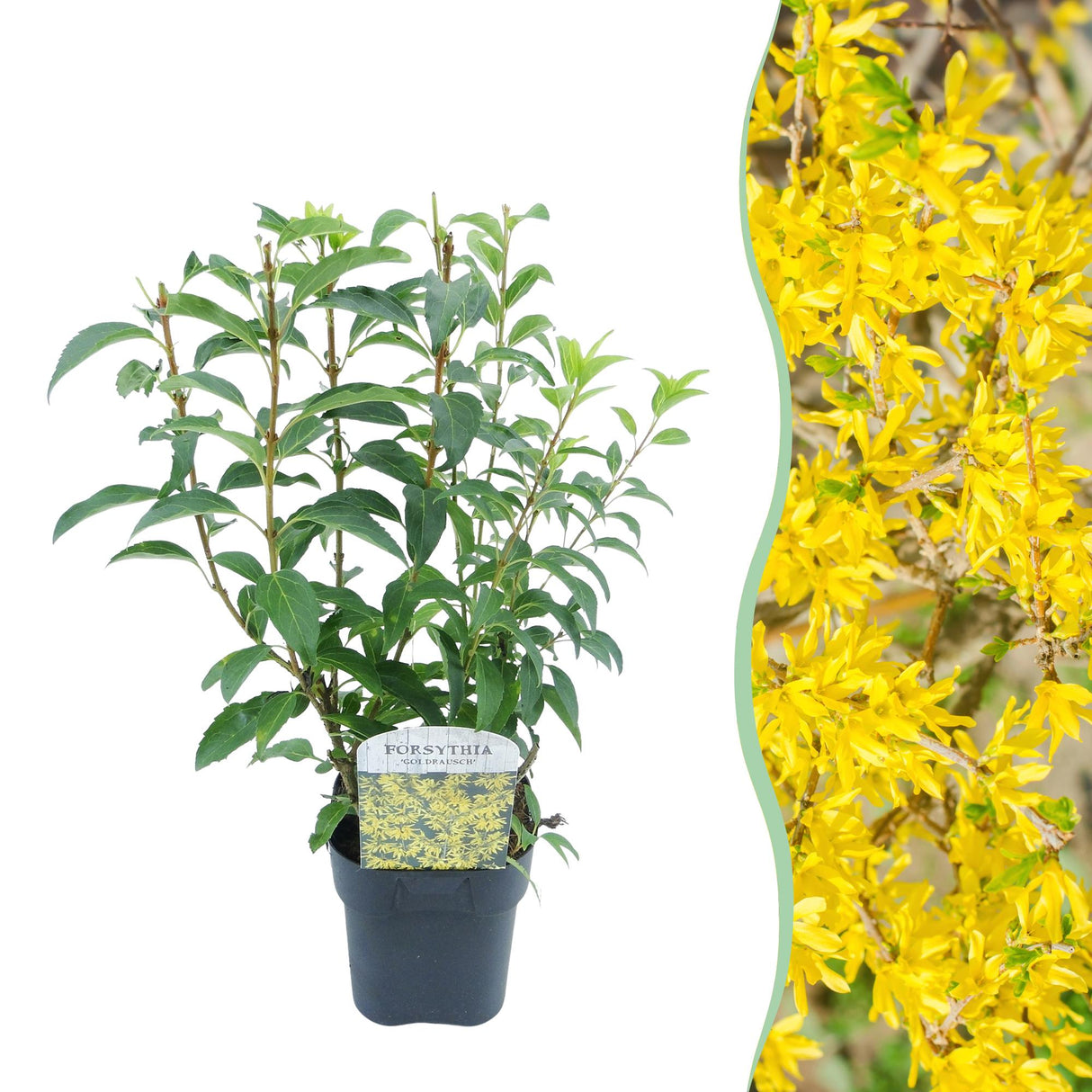 Livraison plante Forsythia intermedia Goldrausch – Pot 17 cm – Hauteur 45 cm