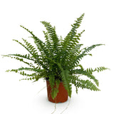 Livraison plante Fougère de Boston