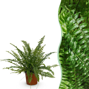 Livraison plante Fougère de Boston