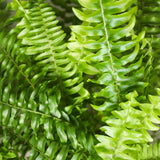 Livraison plante Fougère de Boston