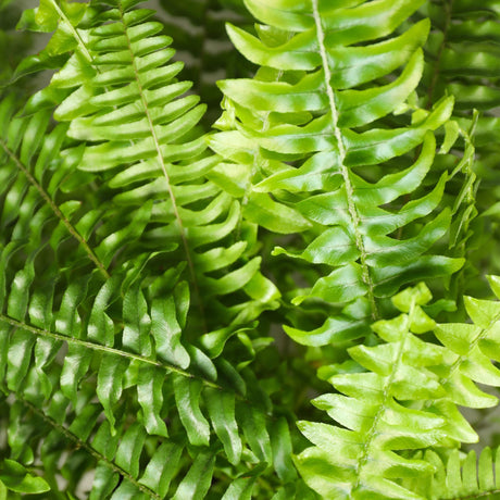 Livraison plante Fougère de Boston