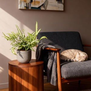 Livraison plante Fougère Pteris